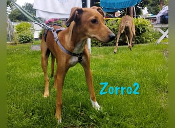 Zorro2 geb. 02/2025 (in Deutschland) - lebensfroher, aktiver Podenco-Bodeguero-Mix Welpe!