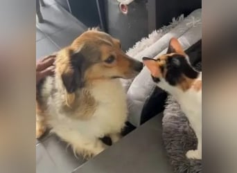 Pepita - schüchterne, liebe und katzenverträgliche Hündin / Pflegestelle in Plettenberg