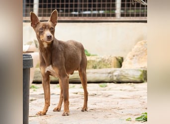 Manolito ist Liebenswürdigkeit in Hundegestalt