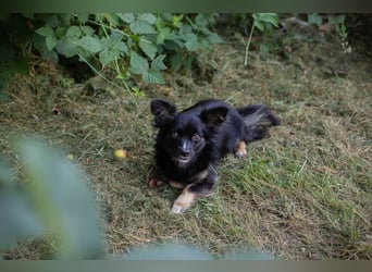KIKI - wer möchte mit der kleinen Maus knuddeln, spielen, lernen und ihr ein Zuhause schenken??