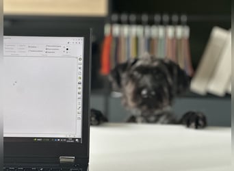 "Pumi“ – junge Schnauzer-Pumi-Mix Hündin sucht ländliches Zuhause