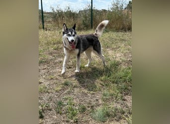 Lyra, geboren 01.07.2024, 54cm sucht aktives Zuhause