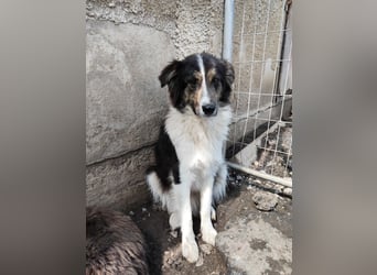 Border Collie Mischling „Oskar“, ca. 07.2024 geboren, sucht Zuhause, gut verträglich