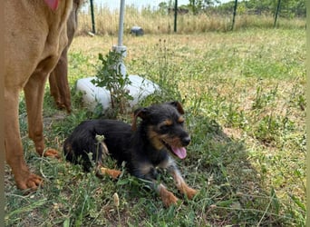 Lili. geboren 01.11.2024, 25cm sucht ihr Körbchen