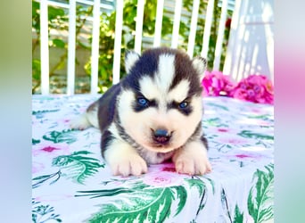 FCI Pedigree Blue Eyed Black & White Siberian Husky Champion Puppy