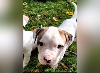 American Bulldog Welpen