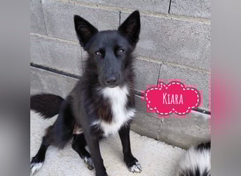 Kiara eine intelligente wunderhübsche
