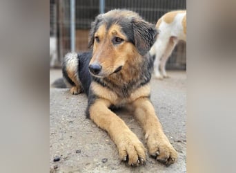 Zuckerschnute Savannah: ist reisefertig