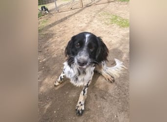 Leroy - super freundlich sucht Familienanschluss