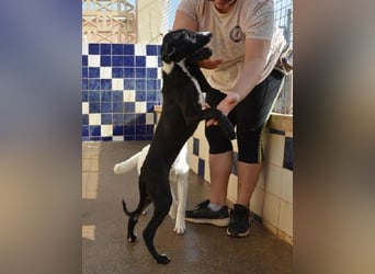 Manjo, freundlich-verspielter aufgeschlossener Galgojunge