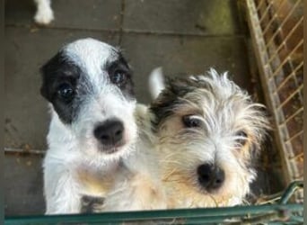 Welpe Zoe sucht ein schönes Zuhause
