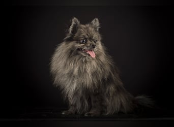 Liebevolle Zwergspitz Pomeranian Zucht