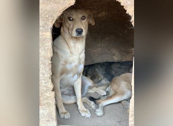 Schüchterne Punchy sucht ein Zuhause