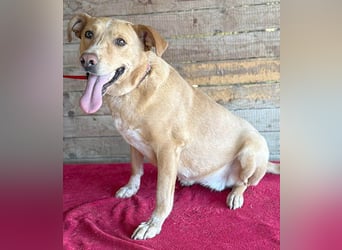 ❤️ liebenswerte gemütliche DAGGI - 5 Jahre, 50cm - Labbi-Mix