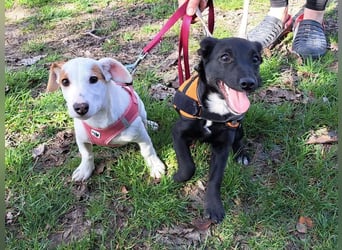 Sunny, fröhliches Hundemädchen sucht Familienanschluss