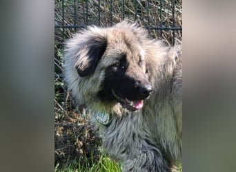 Kuschelbär Namens Aurinko sucht ein Zuhause!!