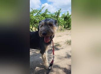 Boomer-SI, junger Hund sucht aktive Familie