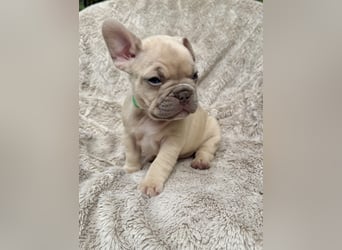 Sportliche Gesunde Französische Bulldoggen aus seriöser Familienzucht!
