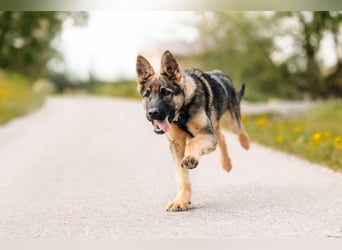 Verspielter Floppy sucht seine Menschen