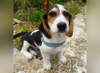 Gizmo sucht ein Zuhause
