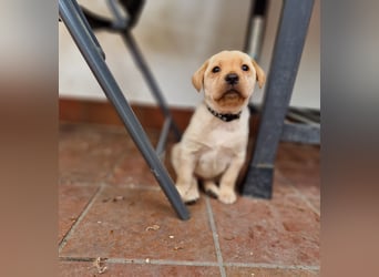 Labrador Retriever