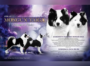 Yakutian laika / Yakutskaya Laika puppies