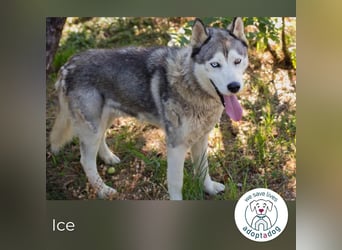 Ice: auf der Suche nach Wärme