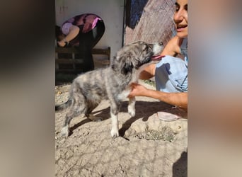 Kobú, ein zauberhafter kleiner Bub