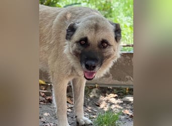 Jessica - ruhige, freundliche Kangal-Mix-Hündin / z.Zt. noch in Rumänien