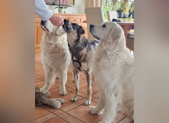 Nadja - freundliche, verspielte Schäferhund-Mix Hündin / Pflegestelle in 38...Remlingen