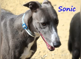 Sonic 04/2020 (ESP) - bildschöner, sehr lieber und eleganter Galgo!