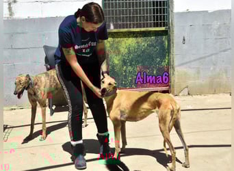 Alma6 geb. 05/2023 (ESP) - freundliche und verschmuste, zierliche Galga!