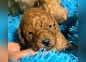 Toypudel Zwergpudel Welpen, garantiert tolle Welpen ab Juni 25