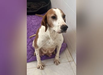 Athena Mischlingshündin ca. 8 Jahre alt in Griechenland
