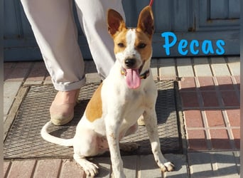 Pecas 05/2022 (in Deutschland) - verspielter, kleiner Bodeguero-Mix!