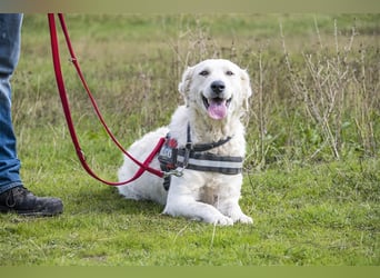 Lady-SI, charmante Hündin sucht Familie