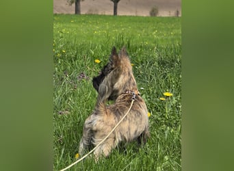 Lustige Kobolde / Cairn Terrier suchen ein Zuhause