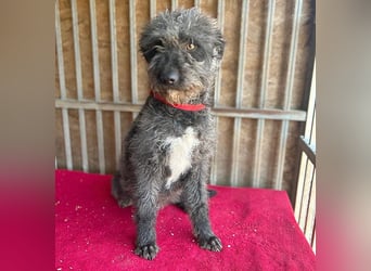 ❤️ kuschelige Familienhündin TAMI - 2 Jahre, 45cm/14kg - Schnauzer-Pumi-Mix ❤️