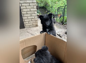Spitz-Welpen aus liebevoller Hobbyzucht - Großspitz schwarz und grau - Deutsche Spitze