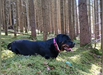 tolle Rottweilerhündin Daisy