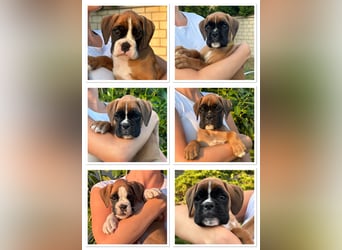 Boxerwelpen aus vorzüglicher Verpaarung