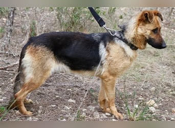 Kyra- verzweifelte Schäferhundmix - Dame