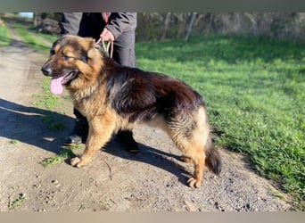 Tibo, Schäferhund Mischling