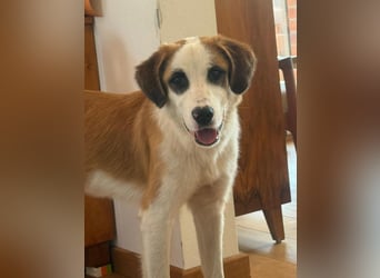 ⭐️MADGE⭐️, Hündin, 9 Monate, 55 cm, Mischling, Tierschutz