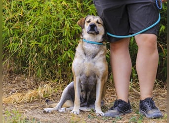 Mya, Mix Schäferhund / Rafeiro Alentejano, lieb und sozial