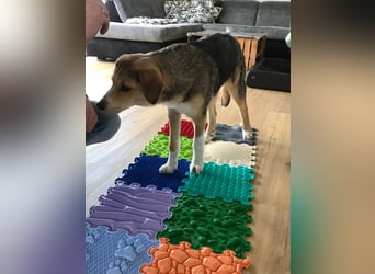 Sally, fröhliche, intelligente, sehr soziale, katzenverträgliche Junghündin