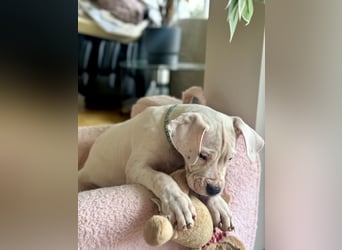 NEUE Welpen sind da.. die reinrassigen Dogo Argentinos mit Ahnenpass