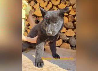 DSH Deutscher Schäferhund - Welpen lackschwarz