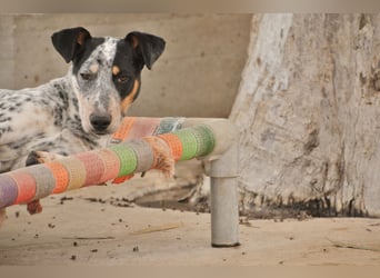 Begrüßt Joep Sie als nächstes schwanzwedelnd?