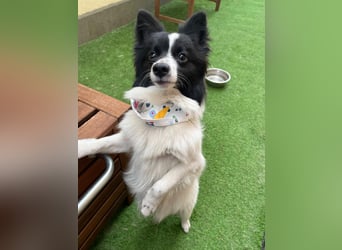 Leopold SR - kleiner Spitz mit großem Charme sucht seinen Platz im Leben